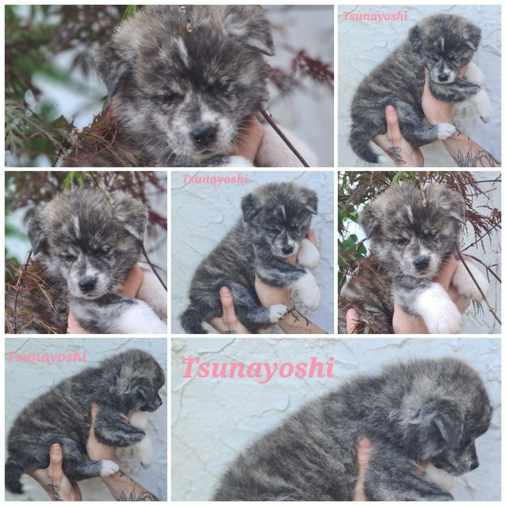 Des Dragons De Valrose - Chiots disponibles - Akita